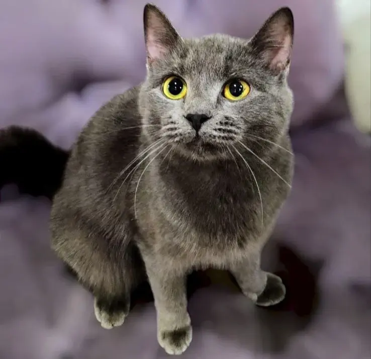 Кошечка Кира.