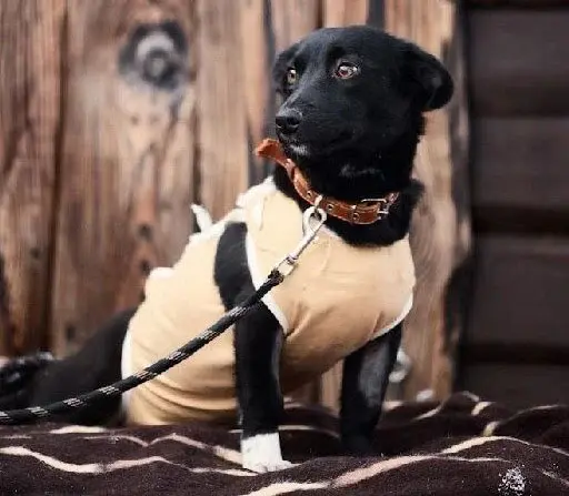 Собака Рокси.