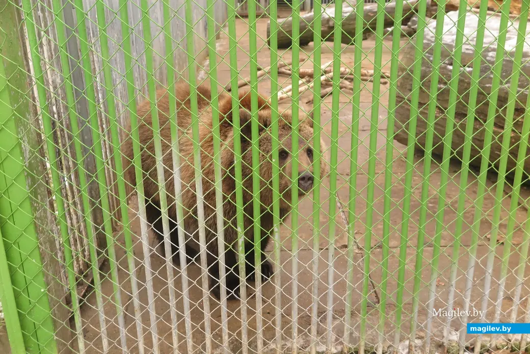 Декабрь 2024 г. Могилевский район, Буйничи, зоосад. Настоящая Ягодка сидит в клетке, на праздник не выходит.