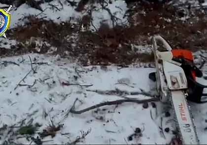 Смертельно травмирован работник при валке леса в Быховском районе