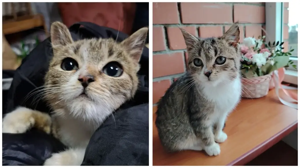 Маленькие котята