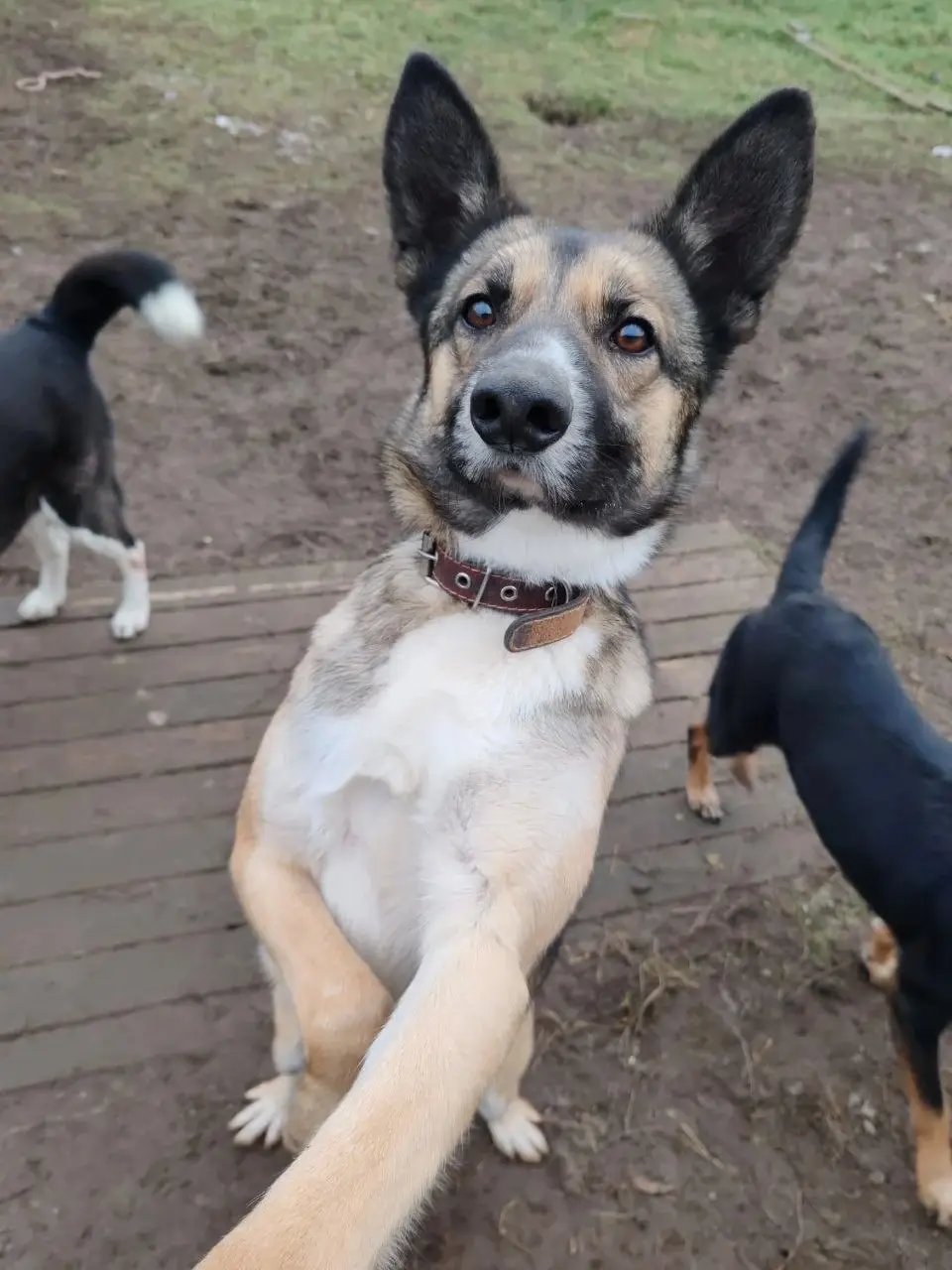 Собака Перчик