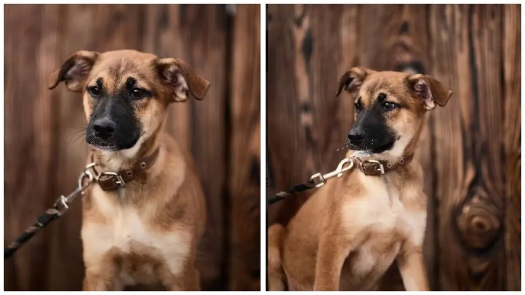 Красотка Лея