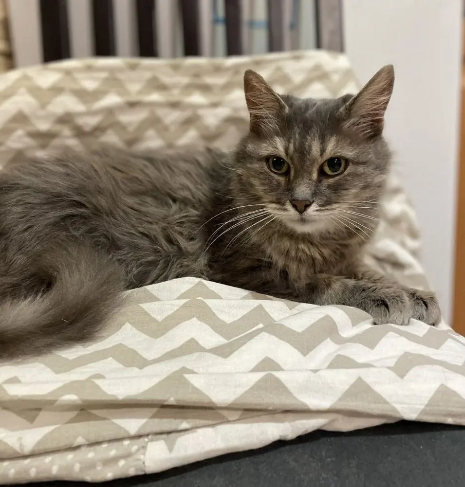 кошечка-красавица