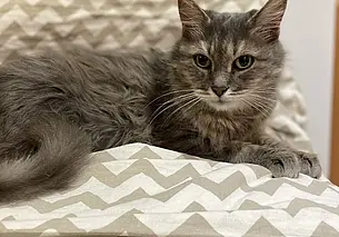 Кошка Анфиса, собака Лея и котенок-потеряшка: кто ищет хозяина в Могилеве