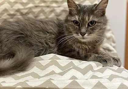 Кошка Анфиса, собака Лея и котенок-потеряшка: кто ищет хозяина в Могилеве