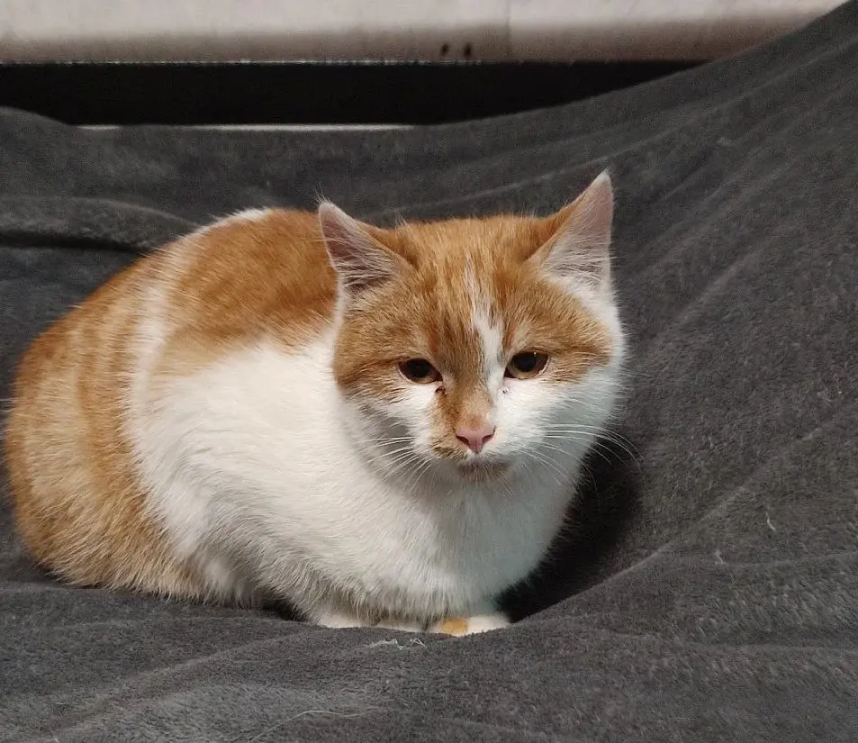 Котенок-мальчик