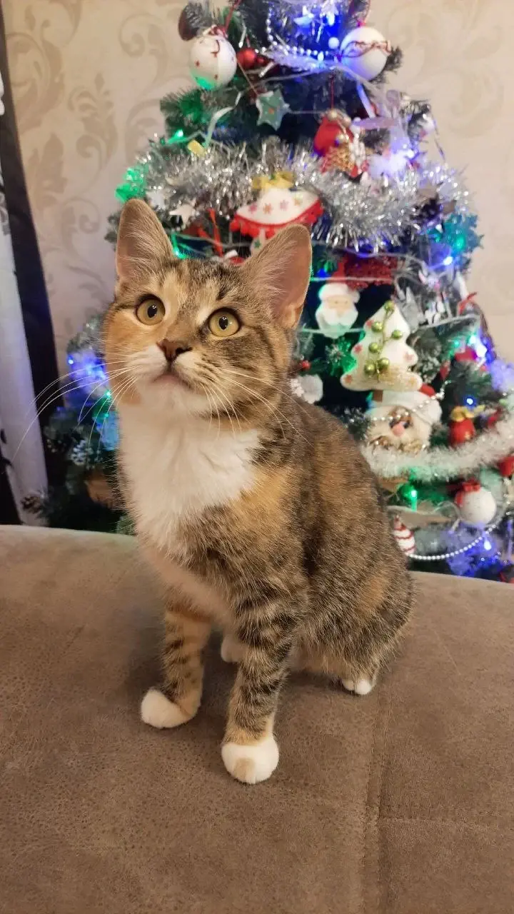 Кошечка Анфиса