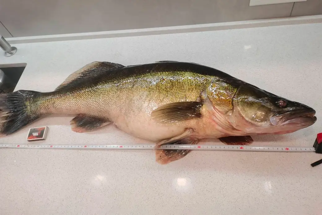 Рыболовный трофей Андрея Шевчика: длина судака составила 85 см, вес – 7,700 кг. Фото: FishingBY.