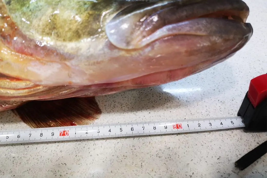 Рыболовный трофей Андрея Шевчика: длина судака составила 85 см, вес – 7,700 кг. Фото: FishingBY.