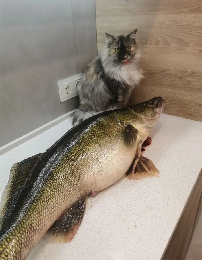 Рыболовный трофей Андрея Шевчика: длина судака составила 85 см, вес – 7,700 кг. Фото: FishingBY.