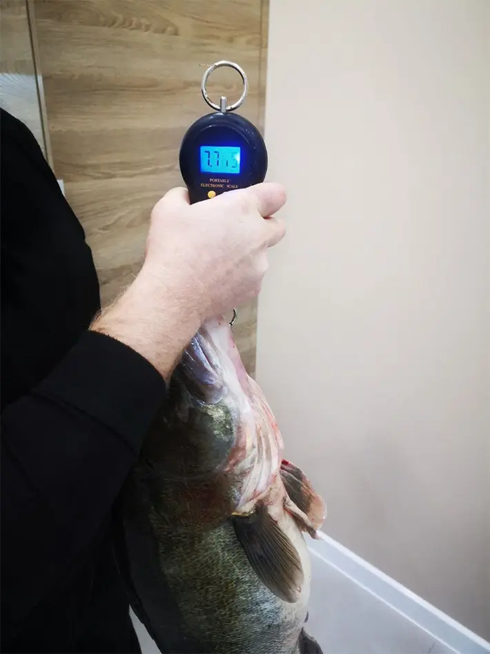 Рыболовный трофей Андрея Шевчика: длина судака составила 85 см, вес – 7,700 кг. Фото: FishingBY.