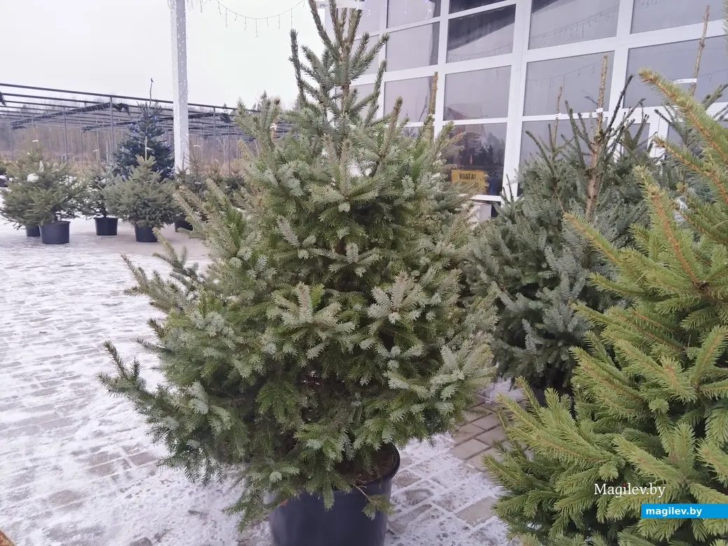 18.12.2024. Могилев. Питомник растений «Маленький рай». Елка на Новый год.