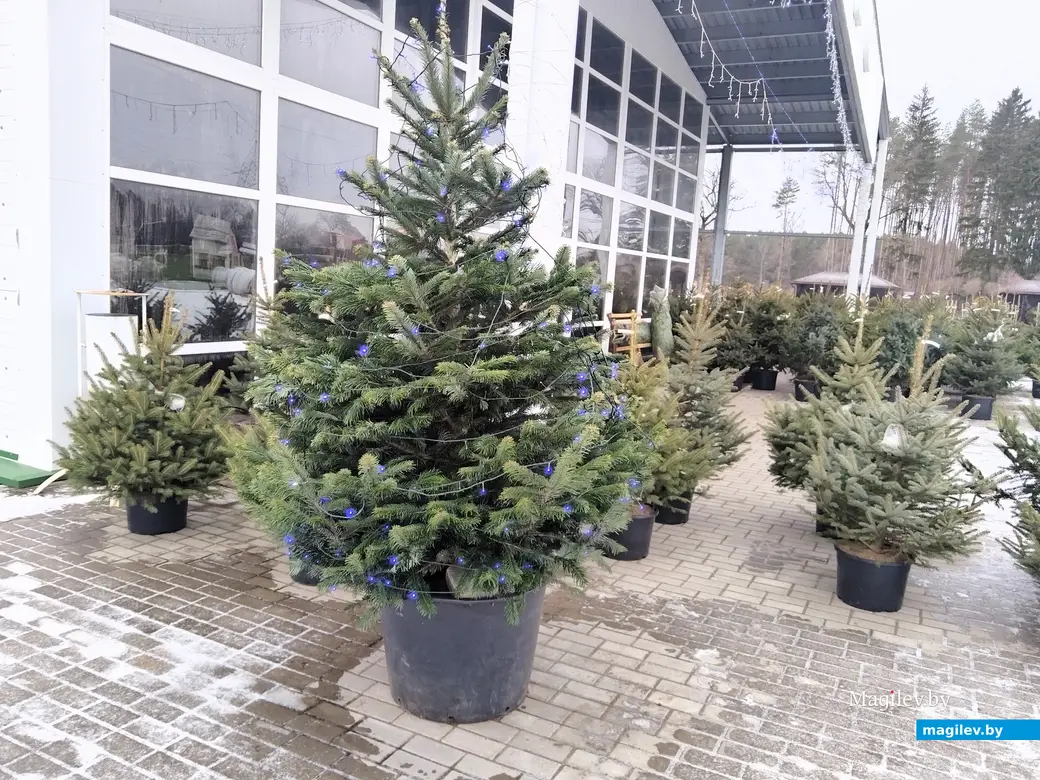 18.12.2024. Могилев. Питомник растений «Маленький рай». Елка на Новый год.