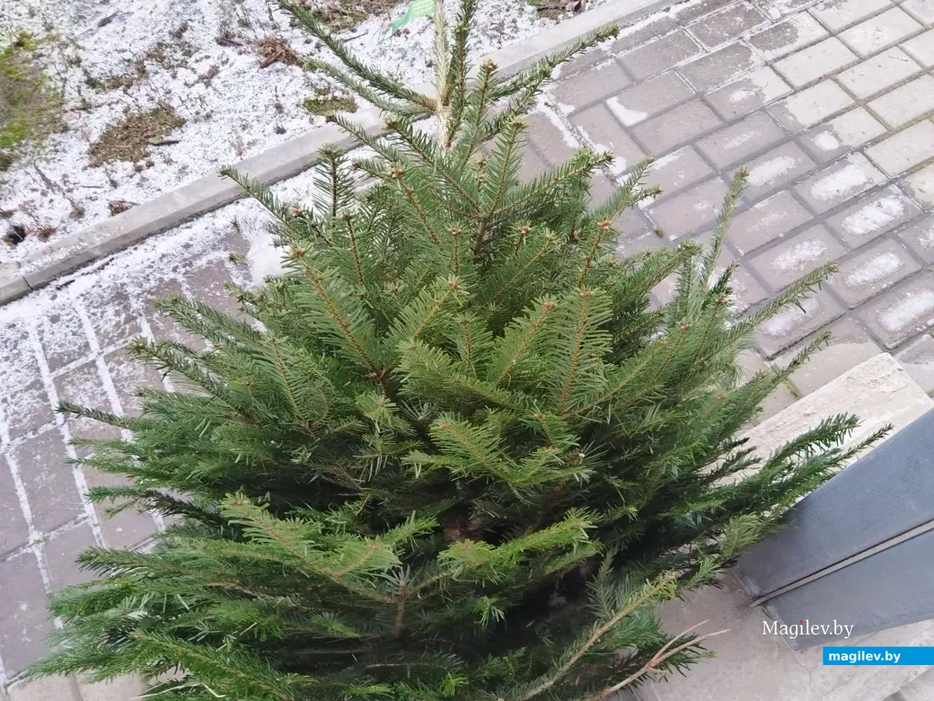 18.12.2024. Могилев. Питомник растений «Маленький рай». Елка на Новый год.