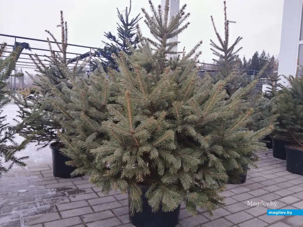 18.12.2024. Могилев. Питомник растений «Маленький рай».