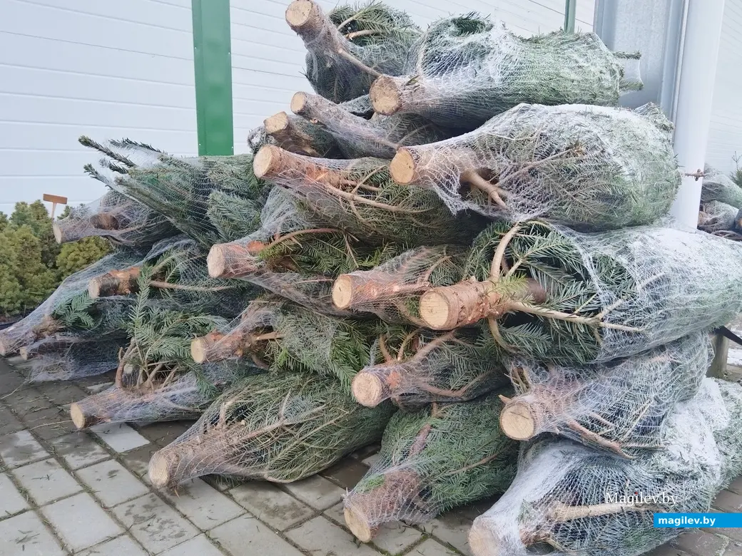 18.12.2024. Могилев. Питомник растений «Маленький рай». Елка на Новый год.