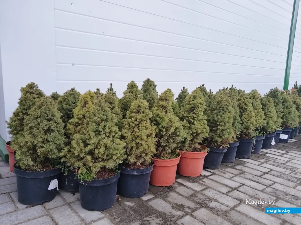 18.12.2024. Могилев. Питомник растений «Маленький рай». Елка на Новый год.