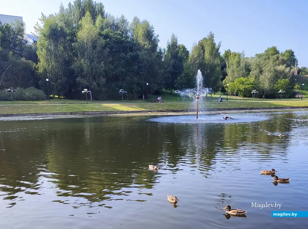 Лето 2024 года. Утки Дубровенки.