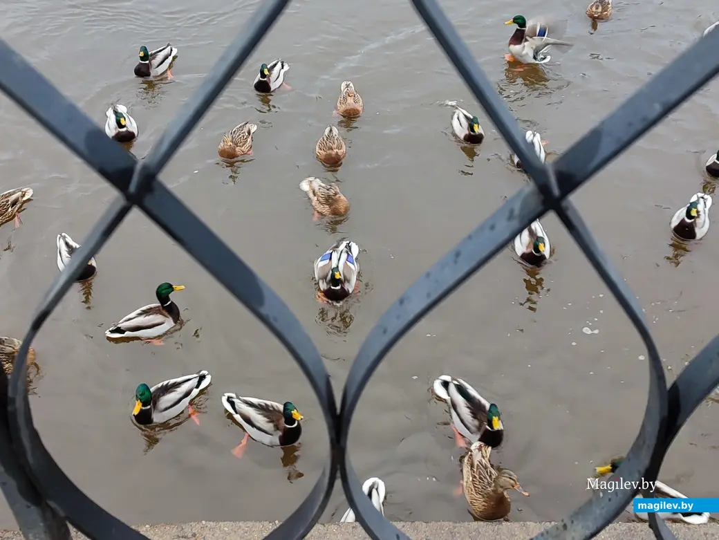 Декабрь 2024 года. Утки с набережной Днепра.