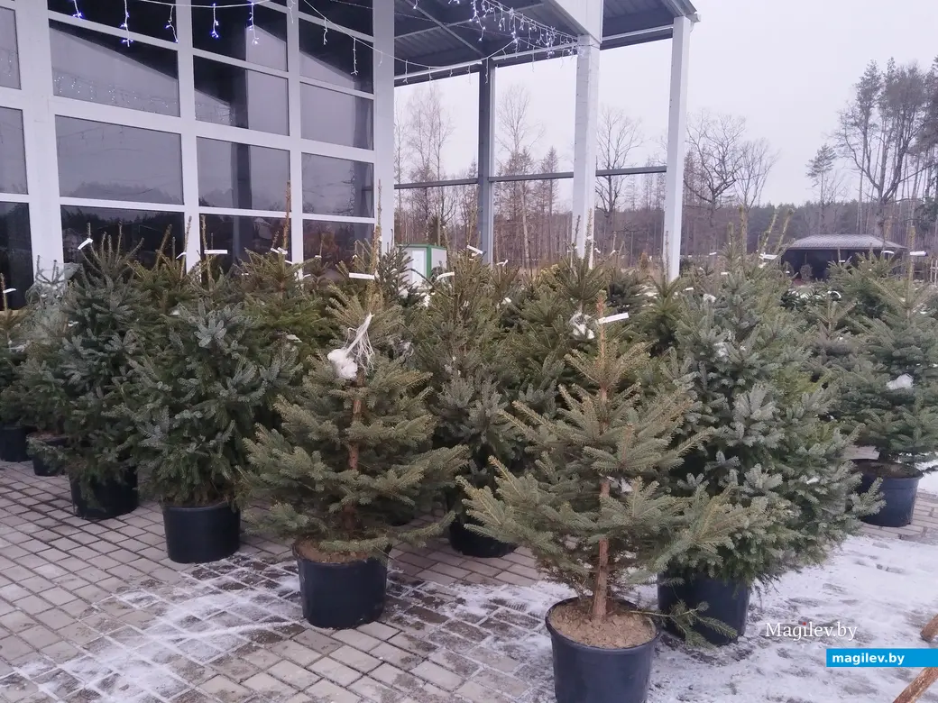 18.12.2024. Могилев. Питомник растений «Маленький рай». Елка на Новый год.