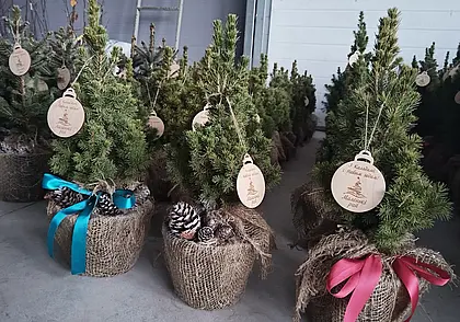 «Пусть малыши обнимают ёлку, а коты исследуют»