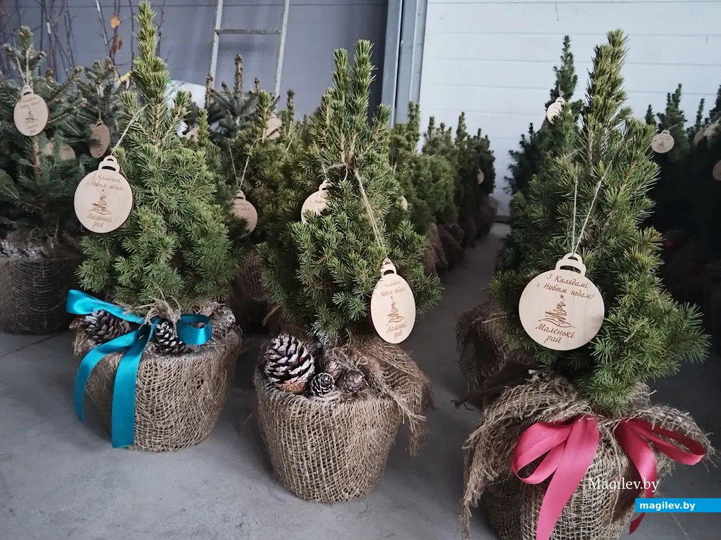 18.12.2024. Могилев. Питомник растений «Маленький рай». Елка на Новый год.