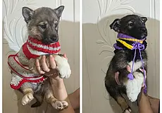 Кошка Яся, собака Энджи и щенки-карапузы: кто ищет хозяина в Могилеве