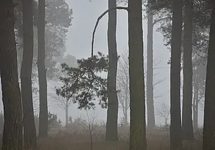 В лесах Могилевской области стало больше косуль и оленей