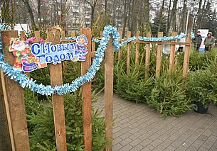 На елочных базарах лесхозов к Новому году было реализовано почти 150 тыс. деревьев