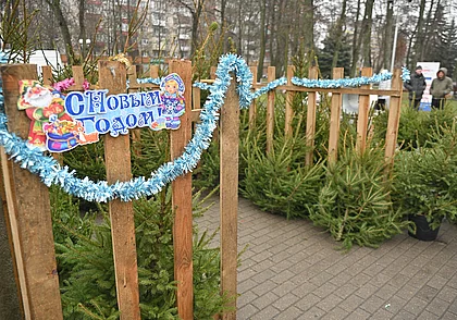 На елочных базарах лесхозов к Новому году было реализовано почти 150 тыс. деревьев