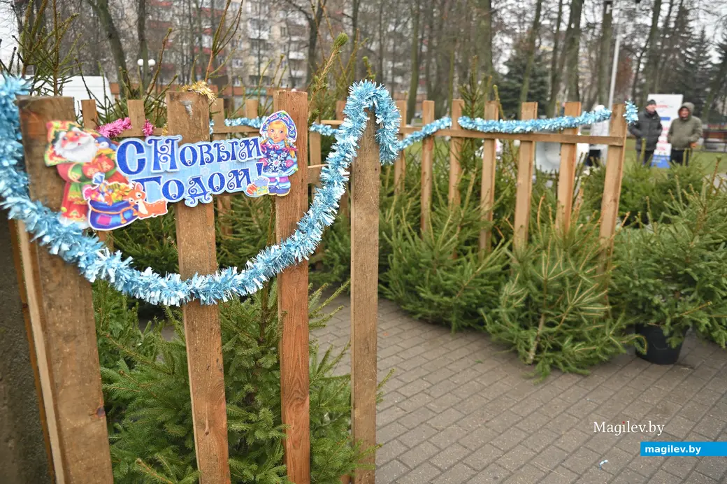 Торговля ёлками перед Новым годом. Фото из архива редакции.