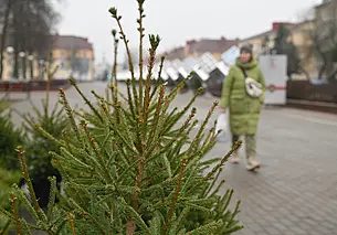 Белорусский климотолог: ели могут исчезнуть