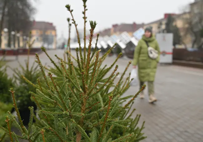 Белорусский климатолог: ели могут исчезнуть
