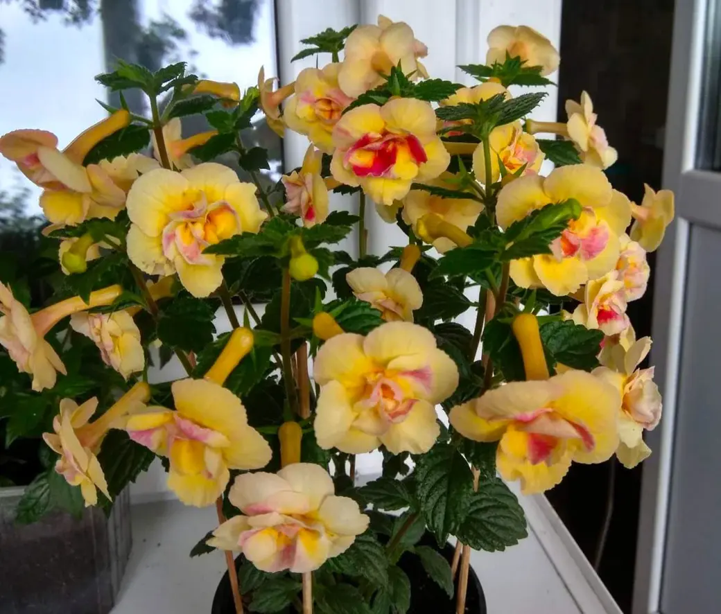 Ахименесы из коллекции Ольги Мешковой.