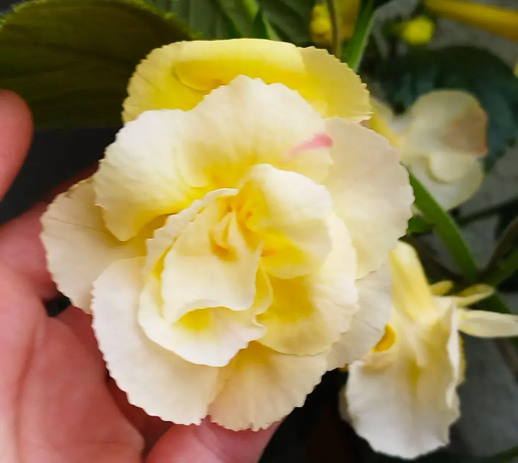 Ахименесы из коллекции Ольги Мешковой.