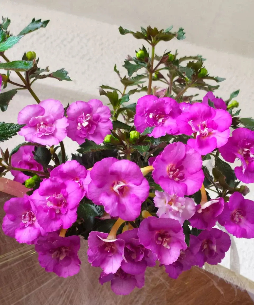 Ахименесы из коллекции Ольги Мешковой.