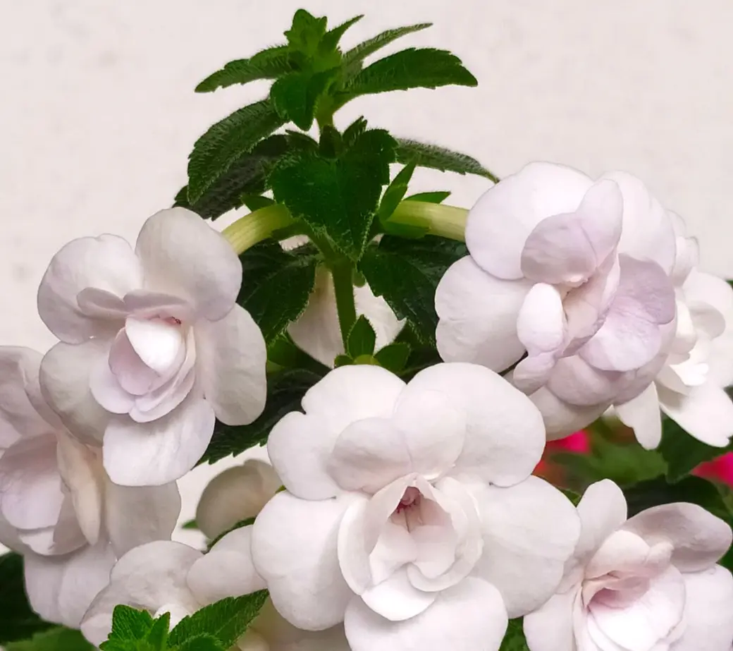 Ахименесы из коллекции Ольги Мешковой.