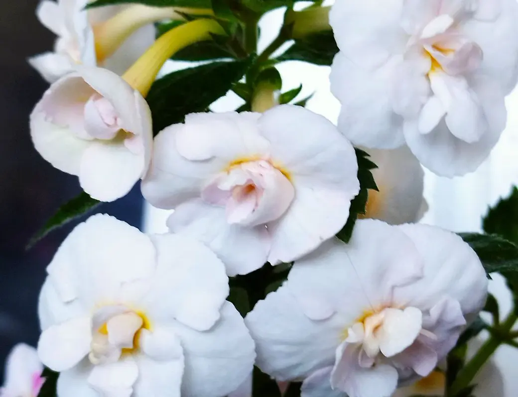 Ахименесы из коллекции Ольги Мешковой.