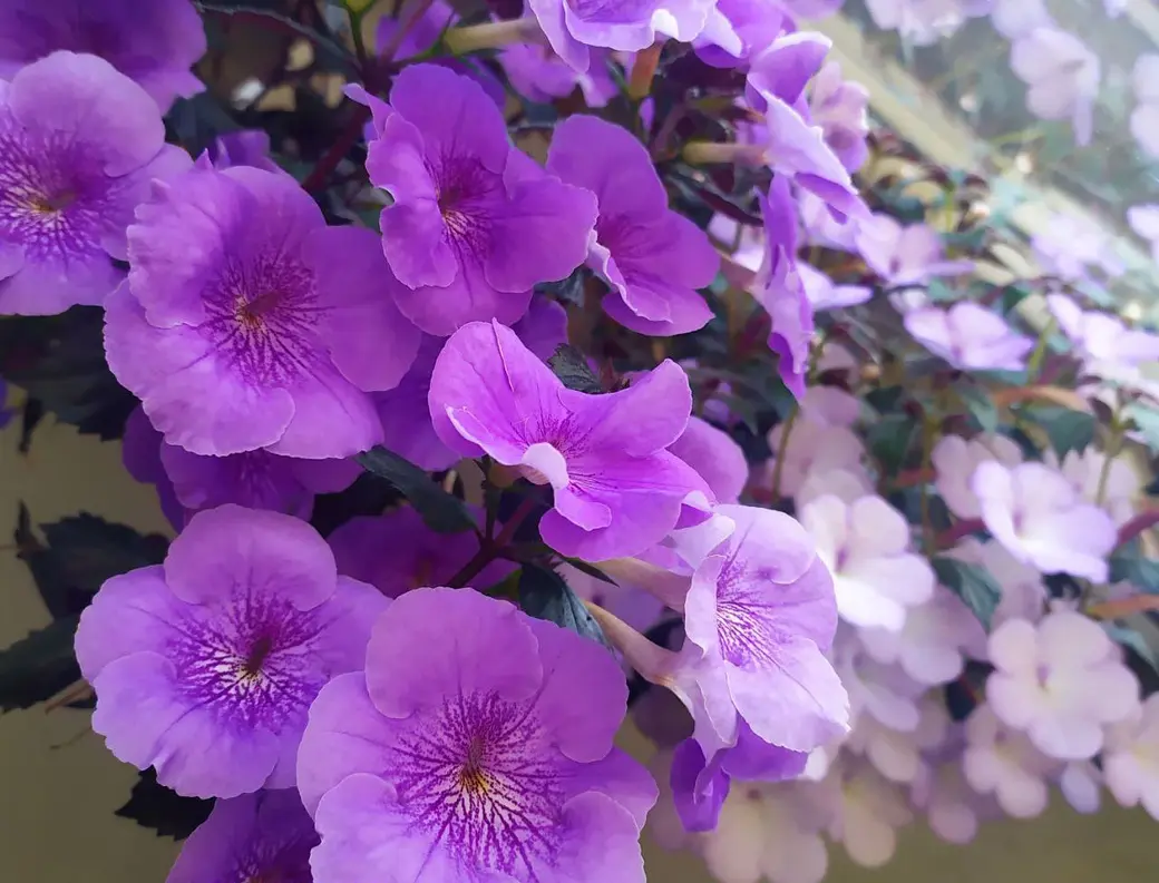 Ахименесы из коллекции Ольги Мешковой.