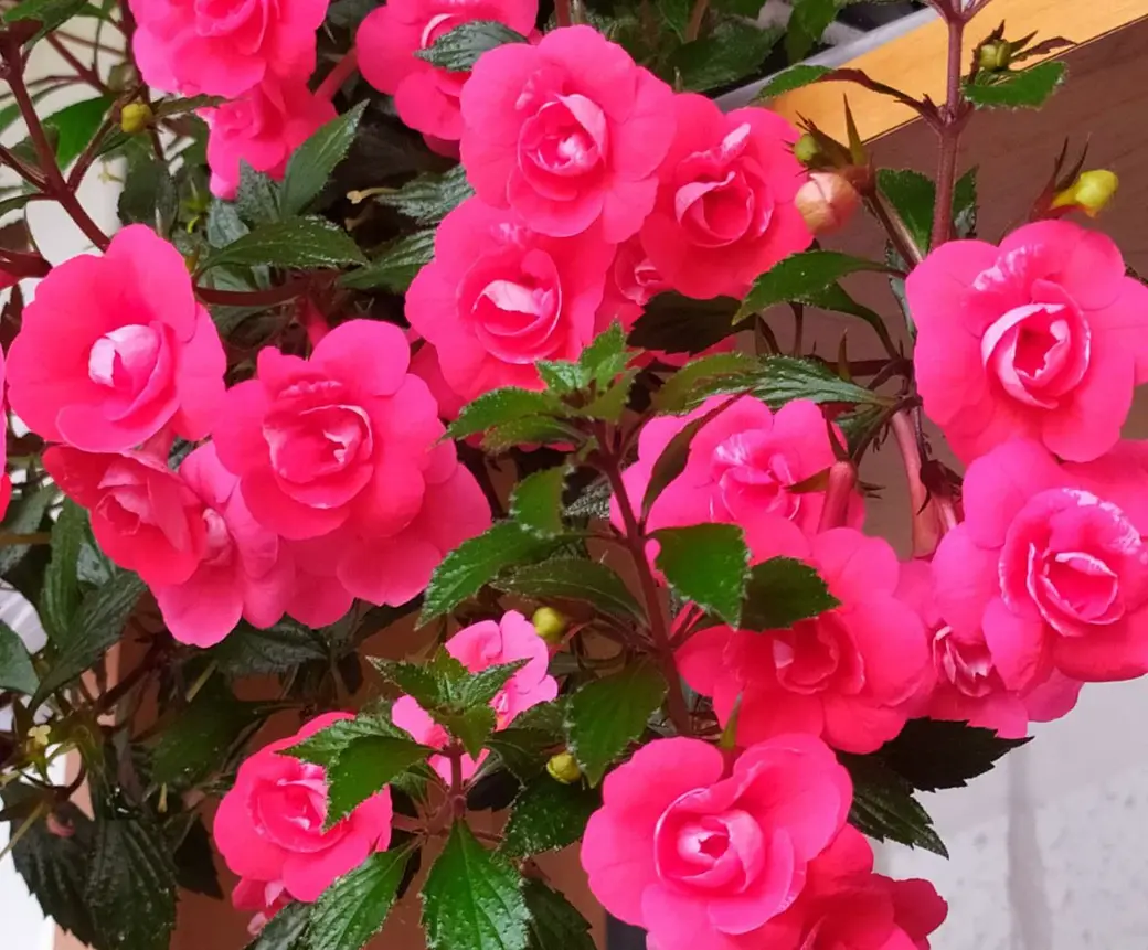 Ахименесы из коллекции Ольги Мешковой.