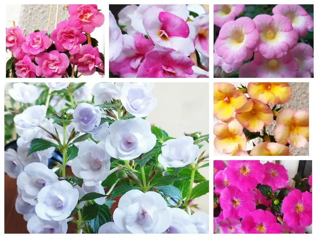 Ахименесы из коллекции Ольги Мешковой.