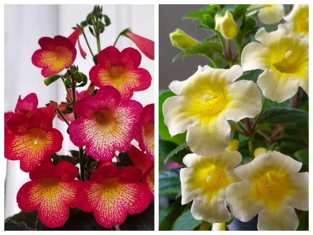 Ахименесы из коллекции Ольги Мешковой.