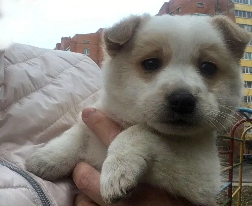 Щенок-мальчик.