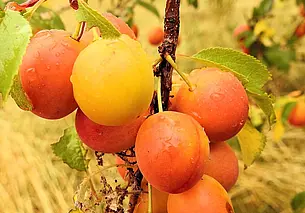 От них больше вреда, чем пользы: какие фруктовые деревья не стоит высаживать на своем участке