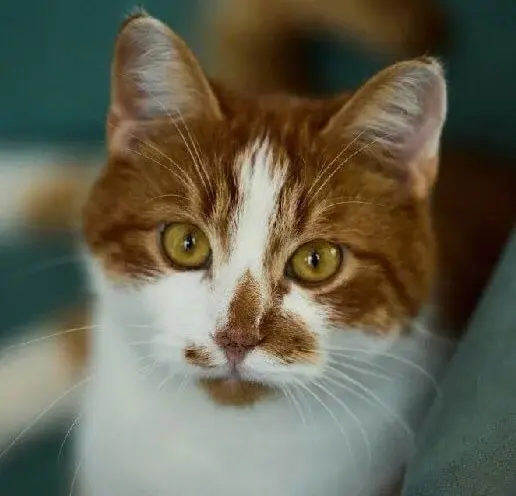 Кот Феликс.