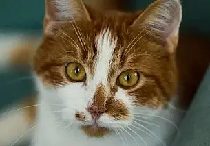 Пес Бим, кошка Ватрушка и кот Мишенька: кто ищет хозяина в Могилеве