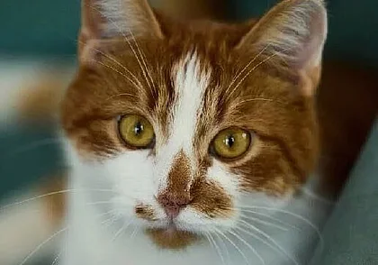 Пес Бим, кошка Ватрушка и кот Мишенька: кто ищет хозяина в Могилеве