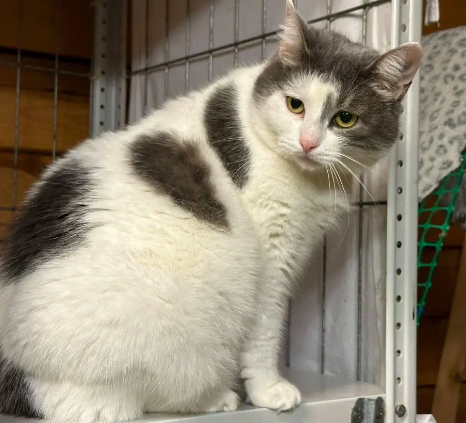 Кошка Ватрушка.