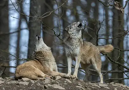 В Беловежской пуще запрещена охота на волков